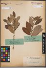 Foto von Salix cinerea L.